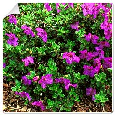 Rododendro 'Keleticum'